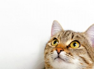 고양이에게 수염이 있는 이유는 무엇입니까?