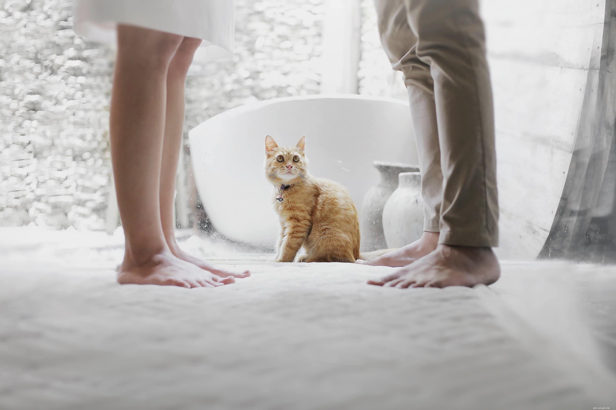 Como manter seu gato feliz em um apartamento