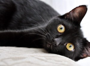 Waarom houden katten van laserpointers?