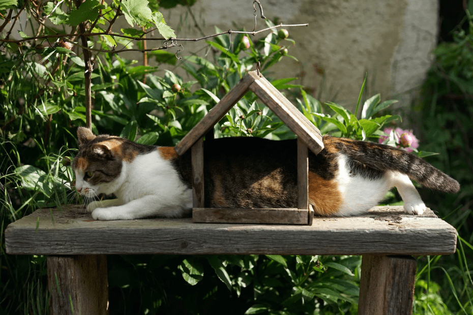 Jak zajistit bezpečný balkón pro kočky