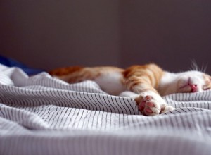 내 고양이가 침대 발치에서 자는 이유