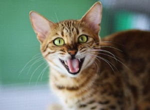Varför är vissa katter mer pratsamma än andra?