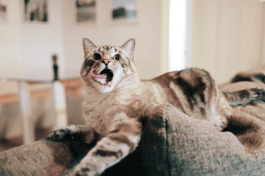 10가지 이상한 고양이 행동 설명