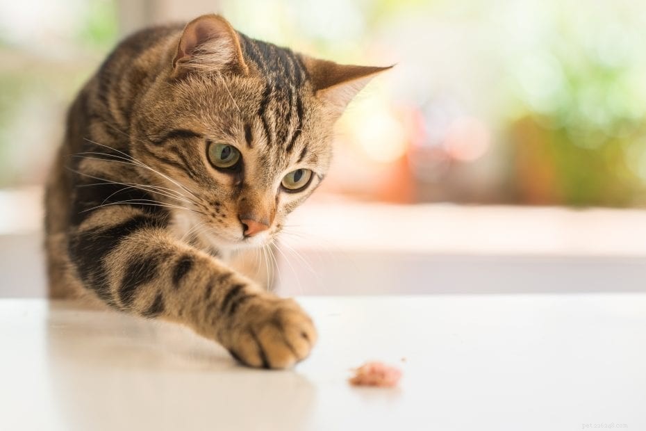 10 comportements étranges de chat expliqués