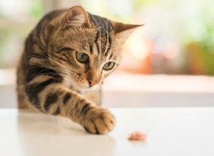 Vilken mat kan katter smaka?