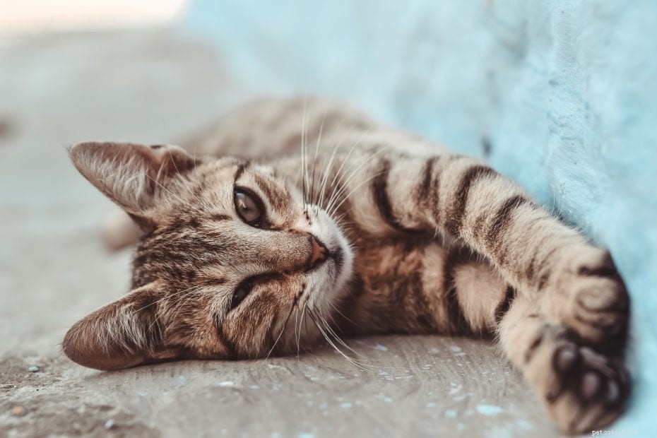 5 tekenen dat uw kat zich verveelt (en hoe u dit kunt verhelpen)