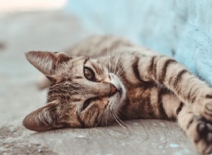 고양이가 지루하다는 5가지 신호(및 해결 방법)