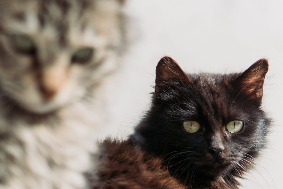 11 cose che solo i proprietari di gatti capiscono