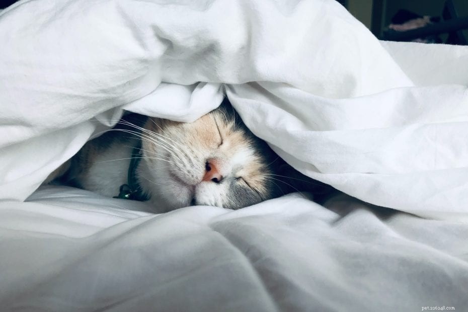 Proč si kočky zakrývají obličej, když spí?