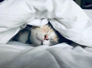 Perché i gatti si coprono la faccia quando dormono?