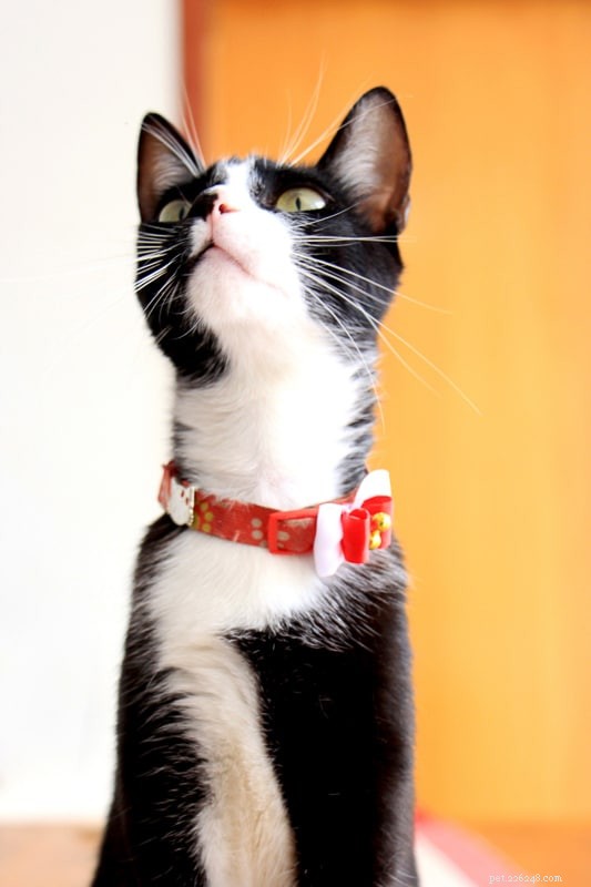 あなたが崇拝する9つの最高のタキシード猫の名前 