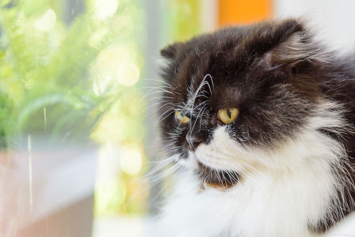 9 nejlepších jmen pro kočky ve smokingu, které budete zbožňovat