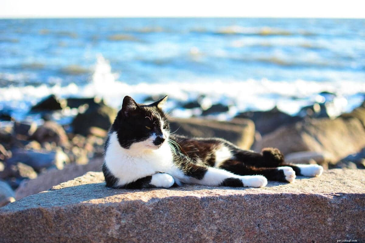 12 meilleurs noms de chat noir et blanc que vous allez adorer