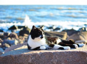 12 melhores nomes de gatos preto e branco que você vai adorar