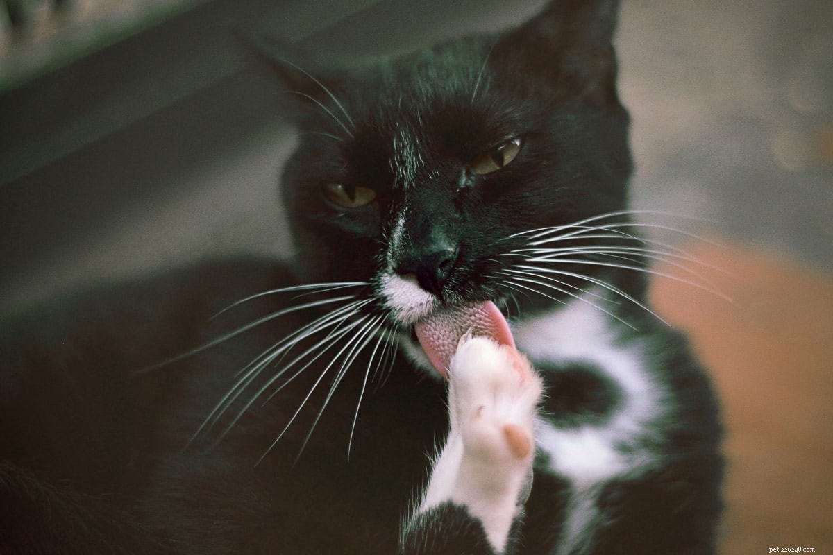 12 meilleurs noms de chat noir et blanc que vous allez adorer