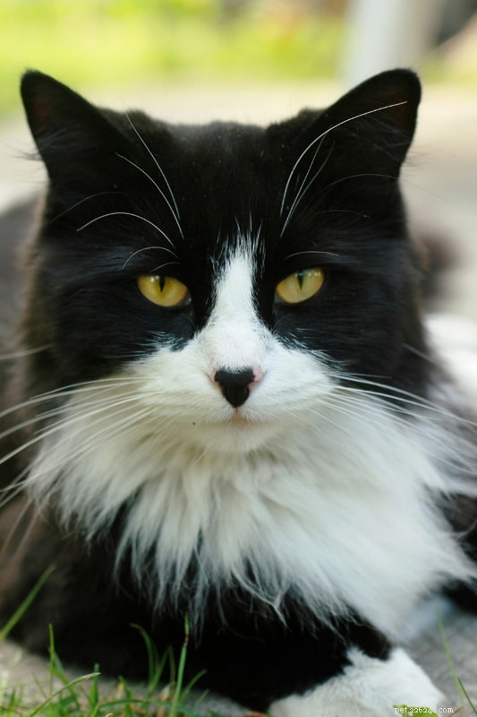 12 migliori nomi di gatti in bianco e nero che amerai