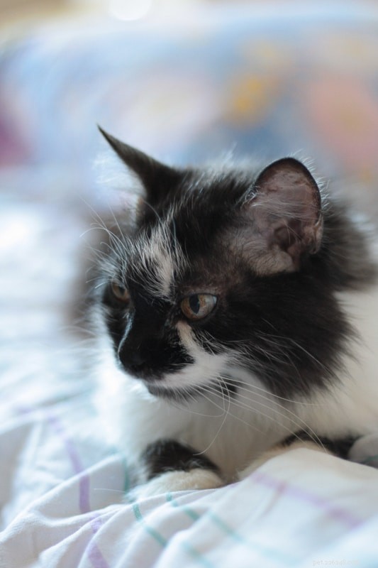 12 лучших имен черно-белых кошек, которые вам понравятся