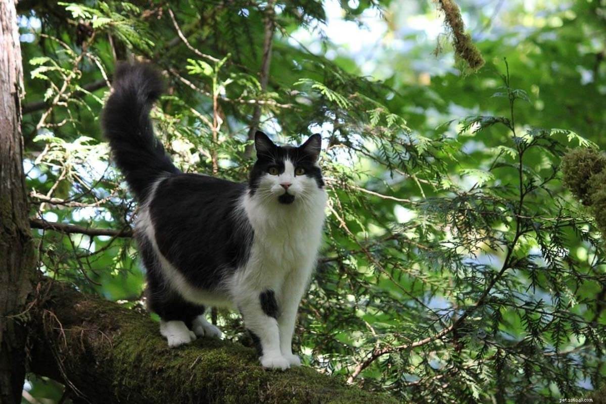 12 beste zwart-witte kattennamen waar je dol op zult zijn