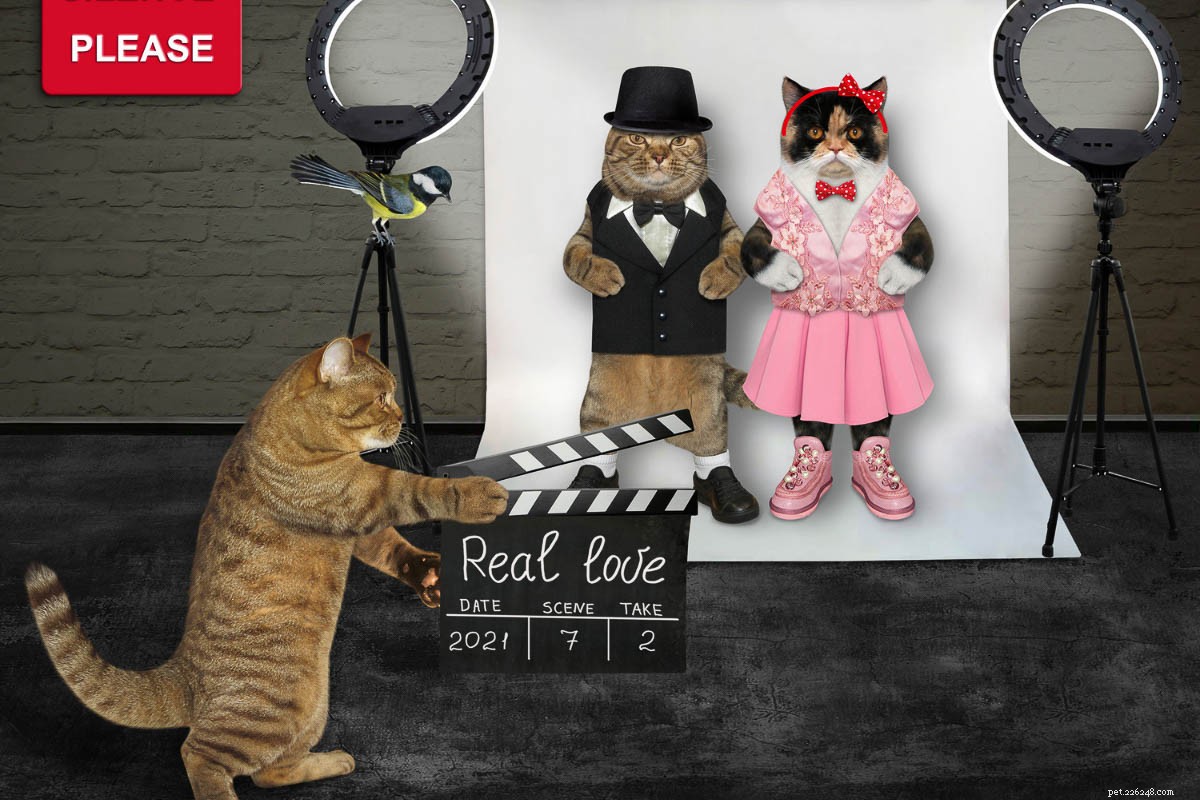 11 noms de chats de films merveilleux que vous allez adorer