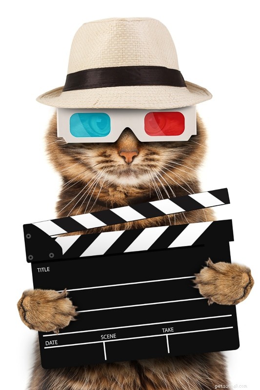 11 nomes de gatos de filmes maravilhosos que você vai adorar