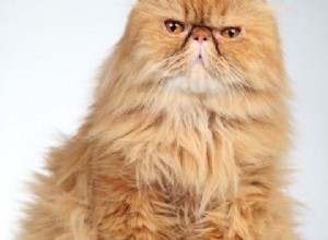 11 Ginger Cat-namn för din tiger