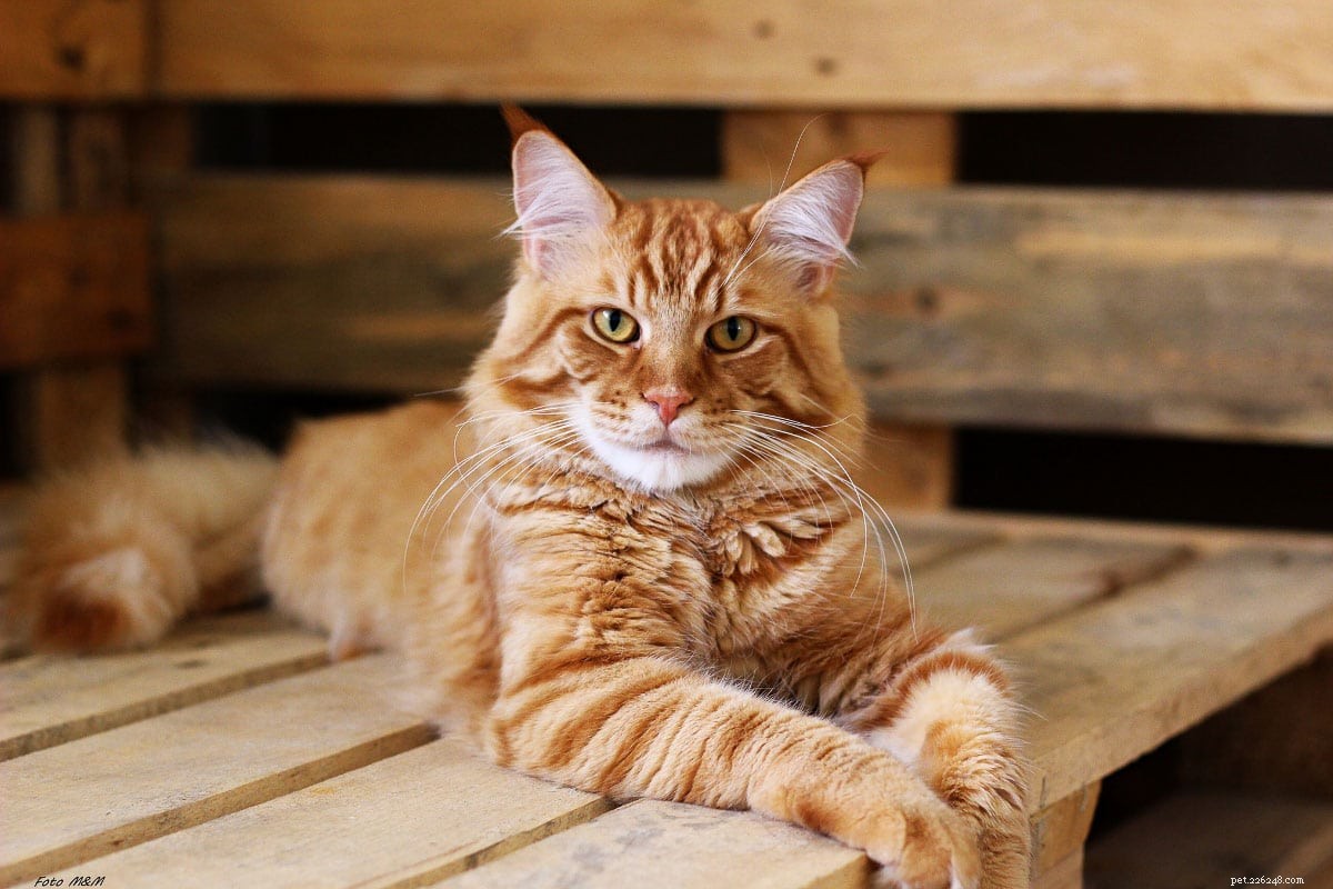 11 nomi di gatti rossi per la tua tigre