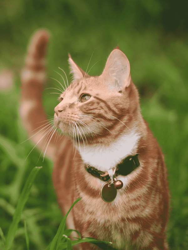 11 noms de chat roux pour votre tigre