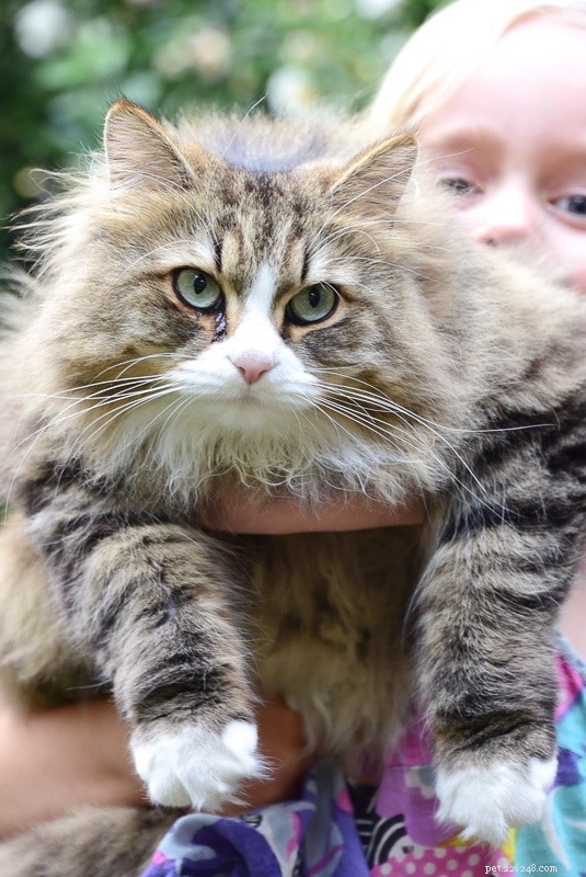 16 nejpřátelštějších kočičích plemen, která si budete chtít vzít domů 
