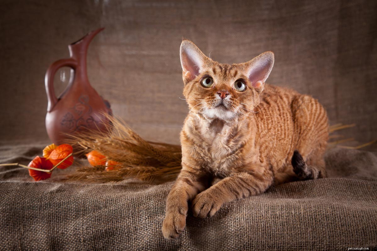 16 nejpřátelštějších kočičích plemen, která si budete chtít vzít domů 
