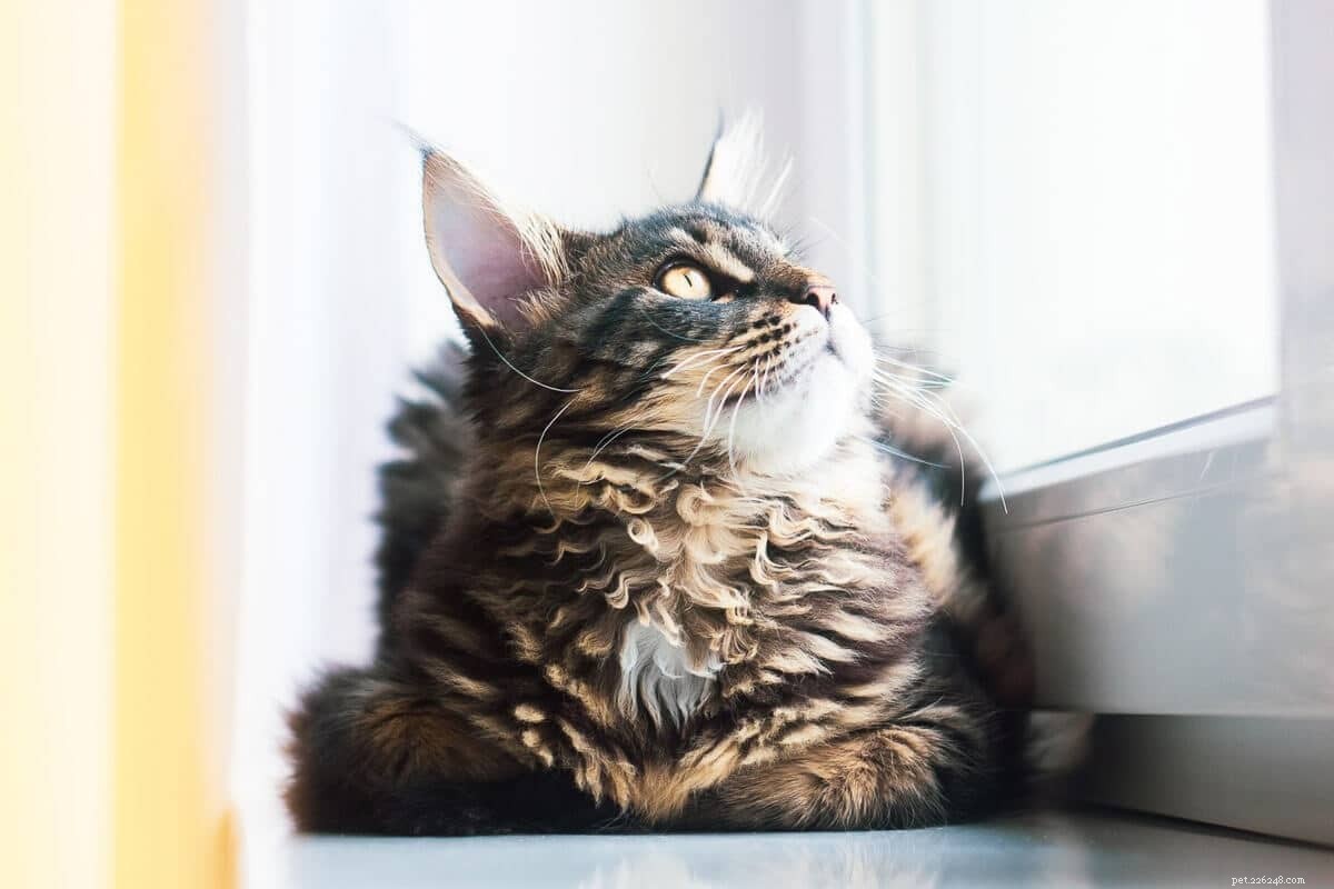 12 nejnadýchanějších kočičích plemen, která jsou vhodná pro mazlení