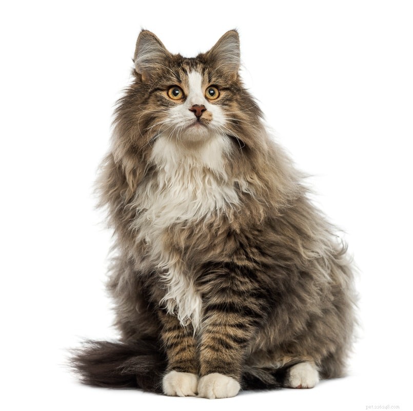 안아주기에 가장 적합한 12가지 털이 많은 고양이 품종
