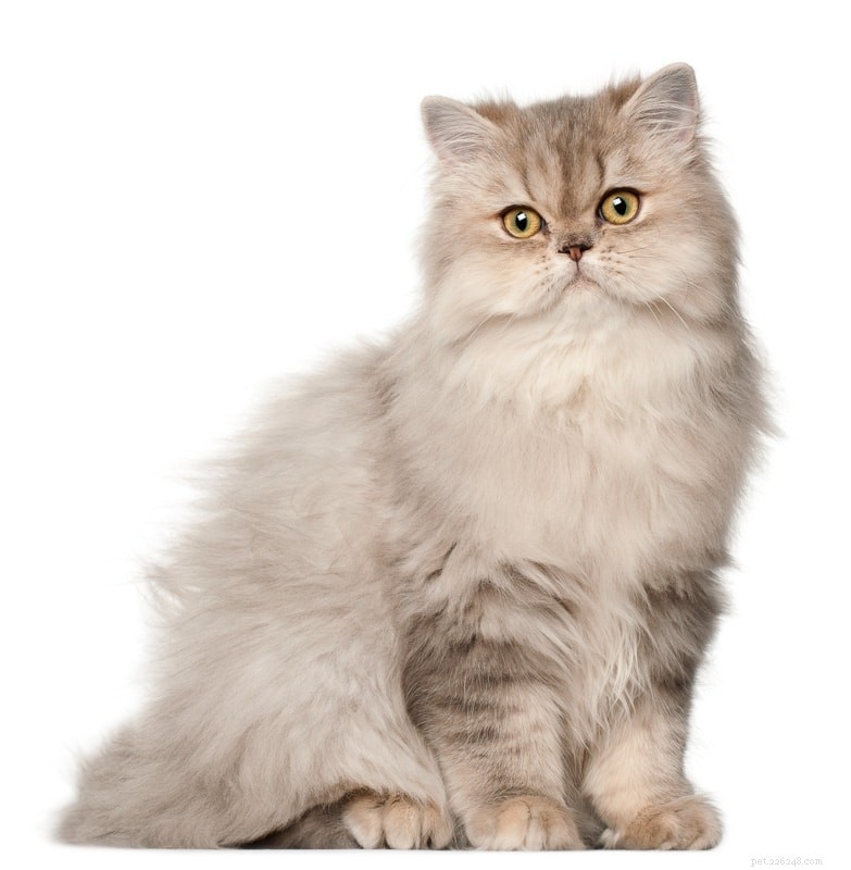 12 races de chat les plus moelleuses qui sont parfaites pour les câlins
