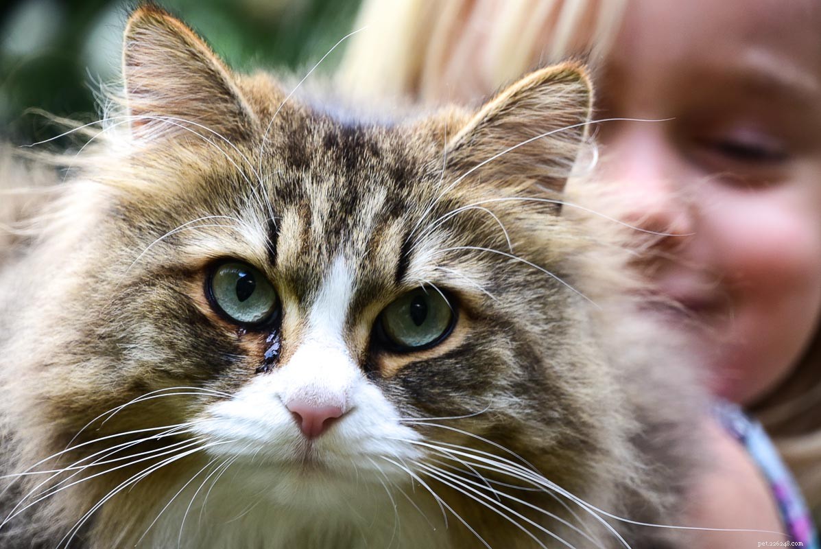 안아주기에 가장 적합한 12가지 털이 많은 고양이 품종