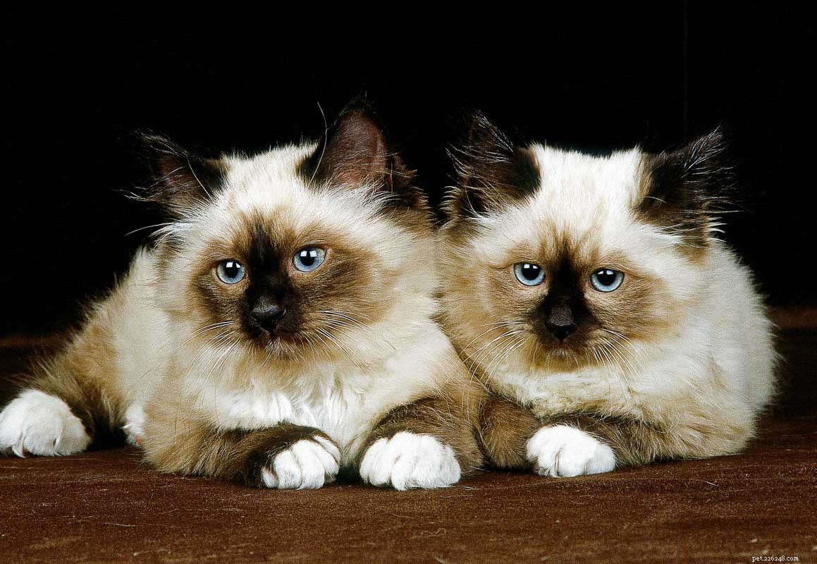 12 самых пушистых пород кошек, идеально подходящих для объятий