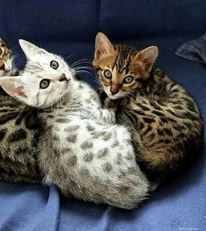 20 самых милых пород кошек, которых вы захотите обнять