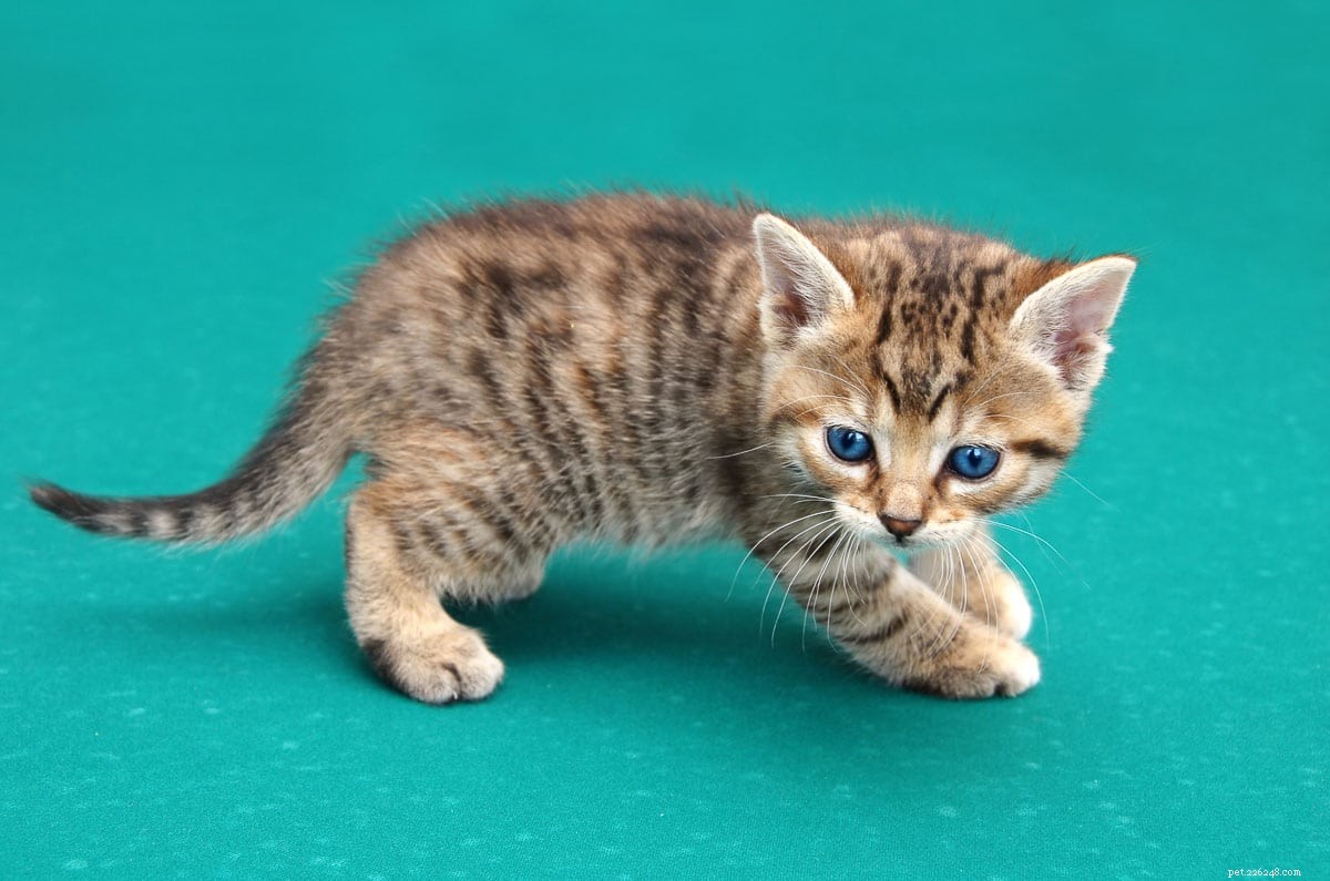 20 nejroztomilejších kočičích plemen, se kterými se budete chtít mazlit
