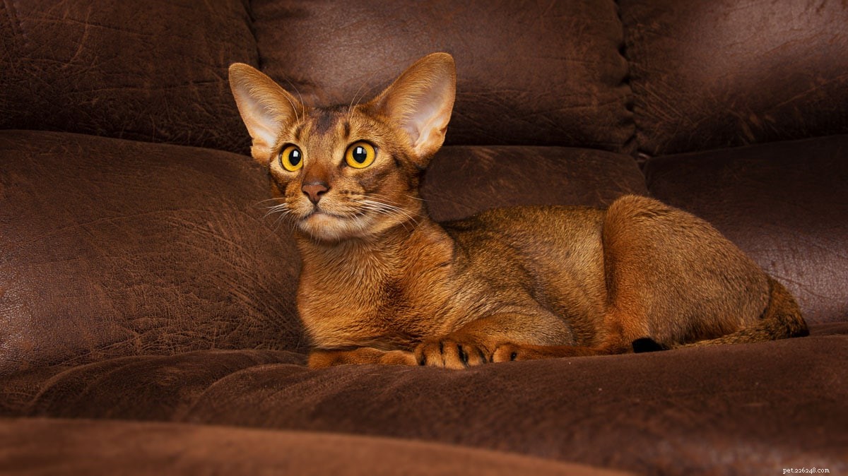 20 nejroztomilejších kočičích plemen, se kterými se budete chtít mazlit