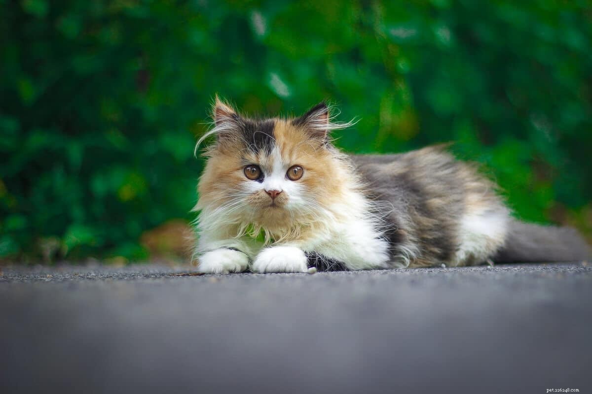 페르시아 고양이 미용 가이드:알아야 할 5가지 사항
