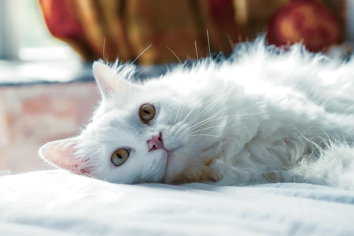 Руководство по уходу за персидскими кошками:5 вещей, которые вам нужно знать