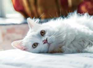 Guide de toilettage du chat persan :5 choses que vous devez savoir