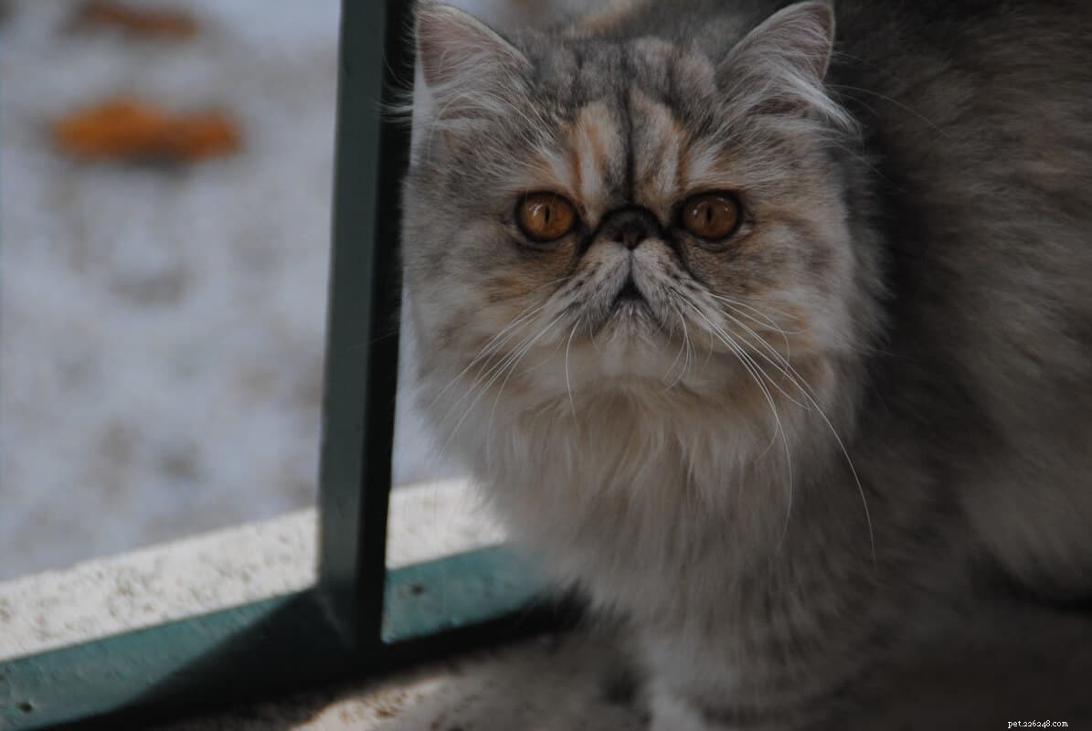Guida alla toelettatura dei gatti persiani:5 cose che devi sapere