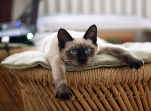 11 domácích plemen koček, které si budete chtít vzít domů