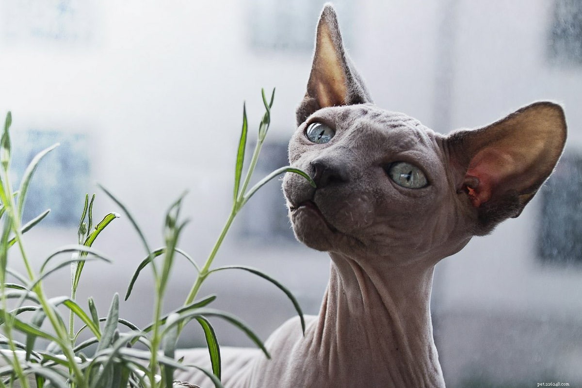 16 необычных пород кошек, которые вам все равно понравятся