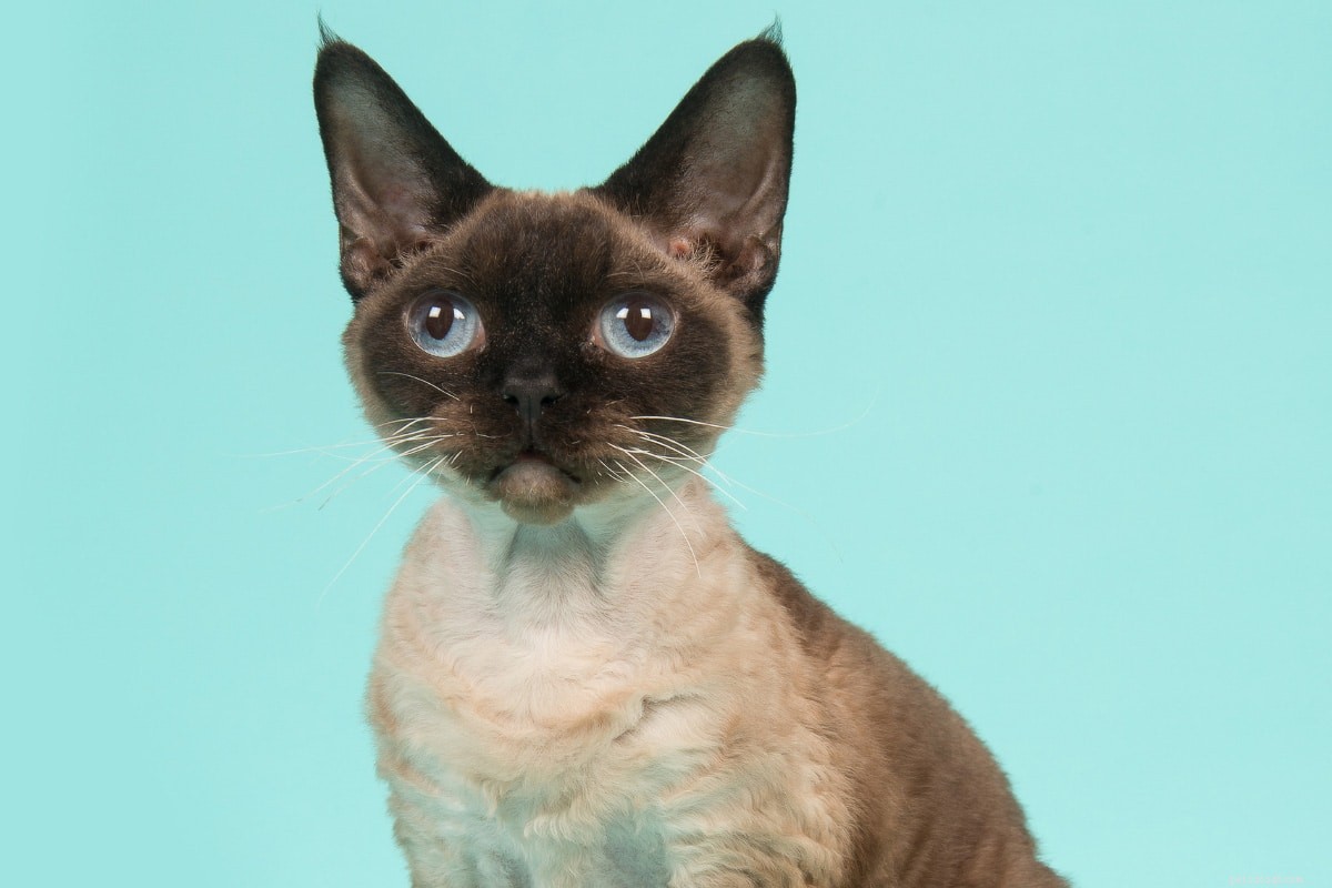 16 races de chats étranges que vous aimerez toujours