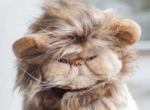 10 raças de gatos de cara chata que você vai querer aconchegar