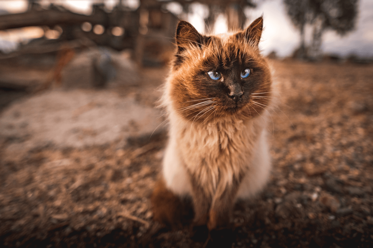 10 races de chats à face plate que vous voudrez câliner