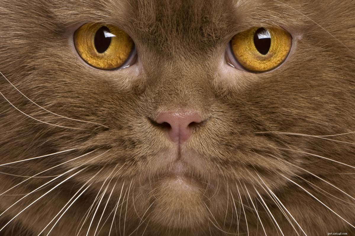 10 raças de gatos de cara chata que você vai querer aconchegar