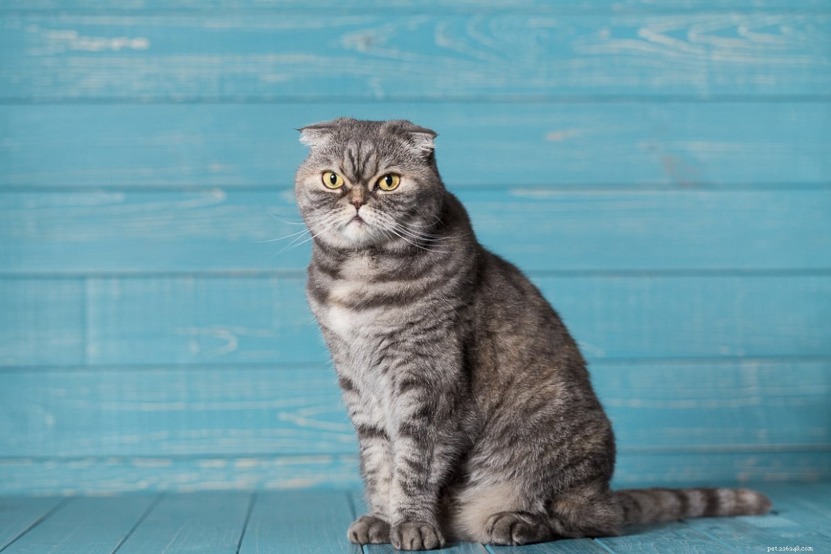 10 пород кошек с плоской мордой, которых вам захочется потискать