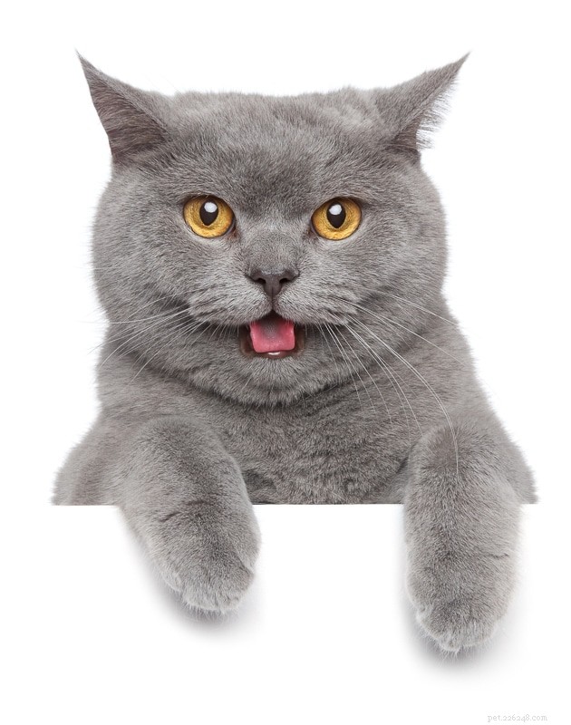 10 races de chats à face plate que vous voudrez câliner