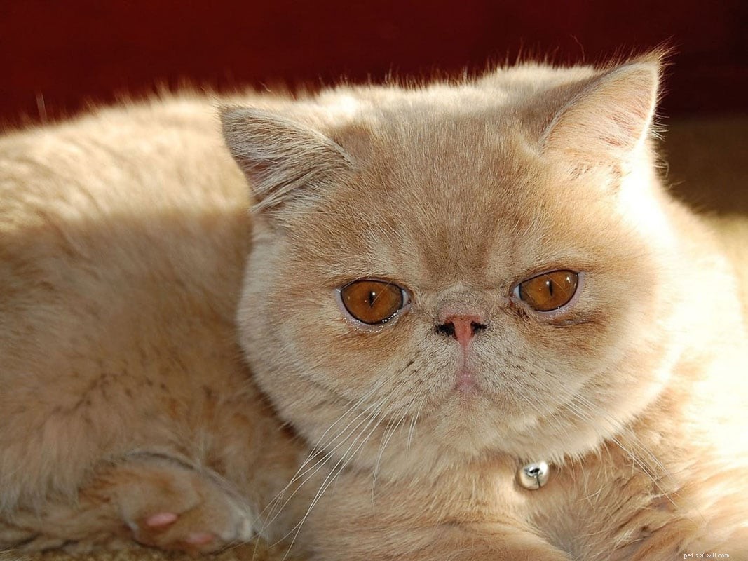 10 пород кошек с плоской мордой, которых вам захочется потискать